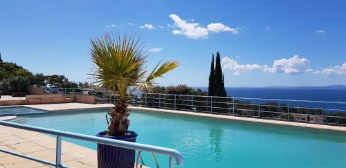 un palmier installé sur le côté de la piscine dans l'établissement Appartement panorama Boulouris, à Saint-Raphaël