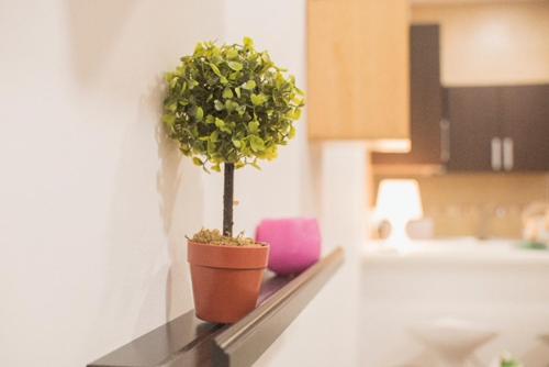 a potted plant sitting on a shelf in a kitchen at NICE HOME city center in Melilla