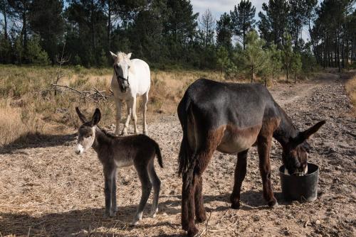 two horses and a baby donkey standing on a dirt road at Craveiral Farmhouse by Belong Staying & Feeling in São Teotónio