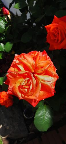 a red rose sitting on top of a table at Villa dos Teixos in Cascais