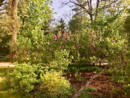 a garden with pink flowers and trees at Willa Danusia in Milanówek