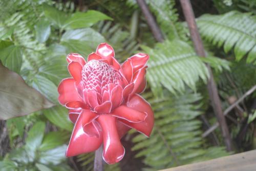 a red flower in front of a green plant at an eol caraibes in Trois-Rivières