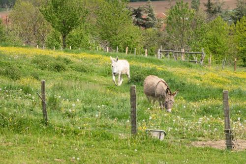 two animals grazing in a field of grass at Les Figuets in Châteauneuf-de-Galaure