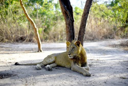 a lion laying on the ground next to a tree at Fathala Wildlife Reserve in Toubakouta