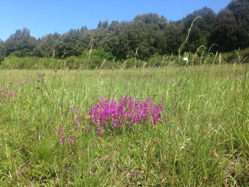 a field of tall grass with purple flowers in it at Le Pianelle in Varese Ligure
