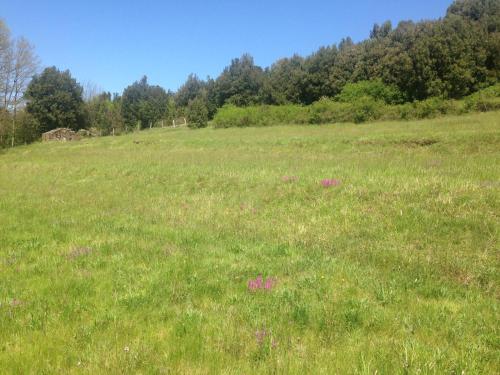 a field of grass with trees in the background at Le Pianelle in Varese Ligure