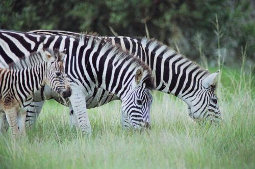 ロッジの敷地内または近くにいる動物