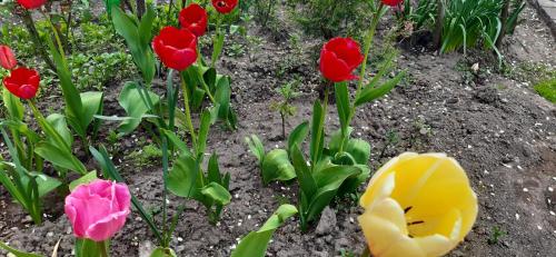 a group of red and yellow tulips in a garden at Narek B&B in Goris