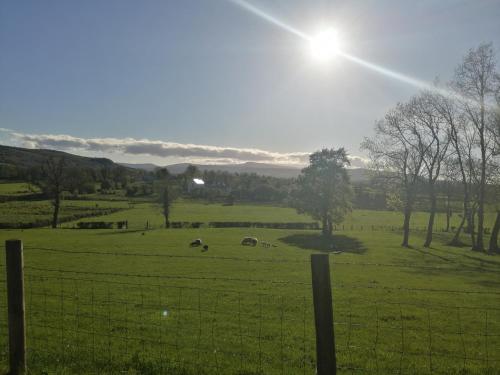 a field with sheep grazing in the grass at Knockninny Barn at Upper Lough Erne, County Fermanagh in Enniskillen
