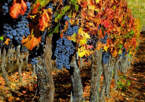 a bunch of grape trees with autumn leaves at Masseria Le Querciole in Fauglia