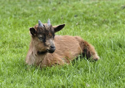 a brown goat laying in a field of grass at Masseria Le Querciole in Fauglia