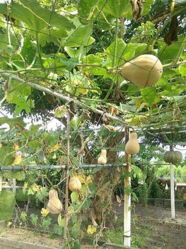 a bunch ofanas hanging from a tree at Vanilla Twilight in Wujie