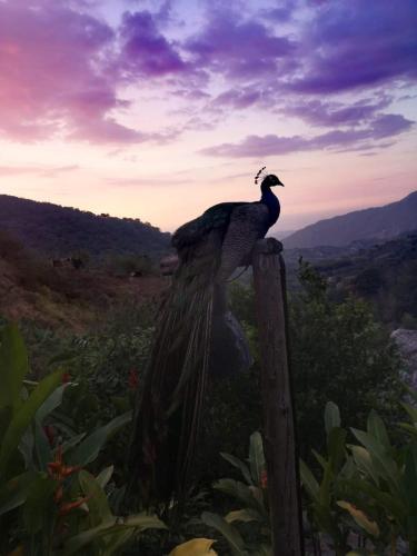 a bird sitting on top of a wooden post at Reserva Natural Tierra Adentro in Minca