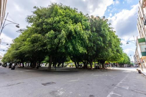 a large group of trees on a city street at B&B Cairoli in Messina