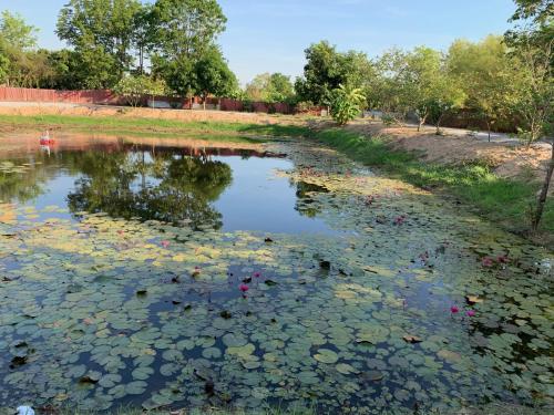 a pond full of water lilies in a park at Kalae Resort in Ban Nong Ben