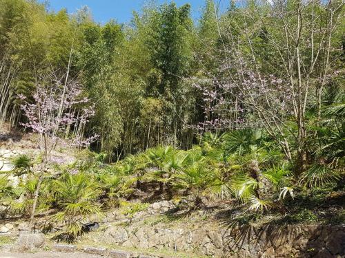 a forest of trees and plants with pink flowers at Ming Yang B&B in Fenchihu