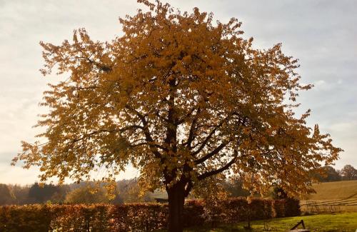 a tree with yellow leaves in a field at grange enchantée in Profondeville