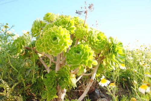 a plant with green leaves in a field of flowers at White Grape Suites in Oia