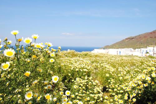 a field of yellow and white flowers on a hill at White Grape Suites in Oia