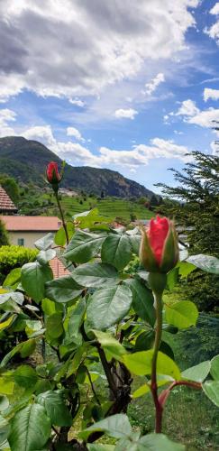 two roses on a bush with mountains in the background at La Turr de Mezz- Bellagio LCA in Bellagio
