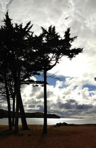 two trees on a beach near a body of water at Hillside View in Plentzia