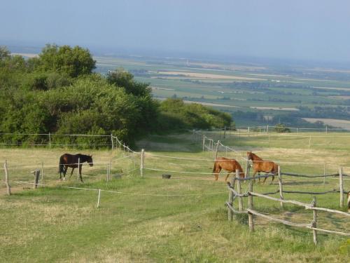 three horses grazing in a field behind a fence at Tótvár lovarda szálláshely in Kővágótőttős