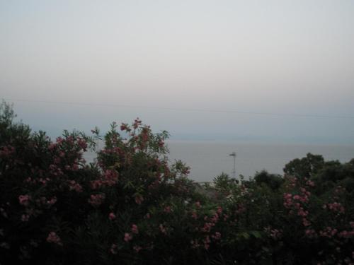a view of the ocean from behind some trees at faliraki apartments in Benitses