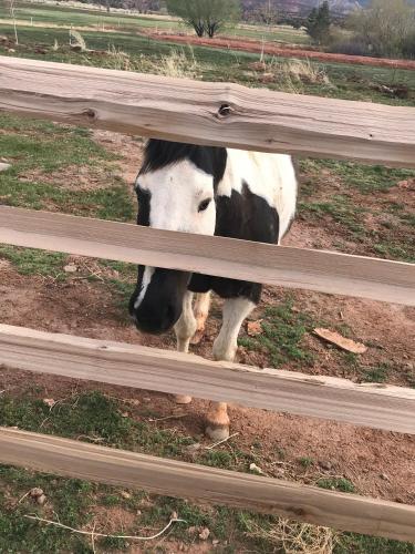 a black and white horse looking through a fence at Red Sands Hotel in Torrey