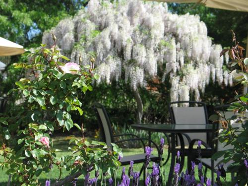 a table and chairs in a garden with a wisteria tree at Wine Village Motor Inn in Rutherglen