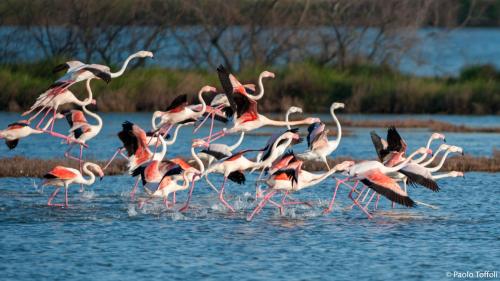 a flock of pink flamingos walking in the water at Margherita Family Apartments in Cavallino-Treporti
