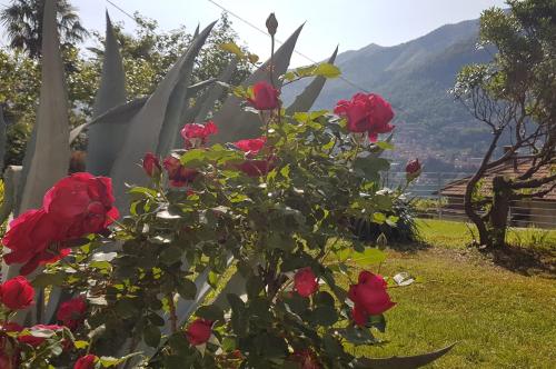 a bush of red roses with a statue in the background at Flora in Moltrasio