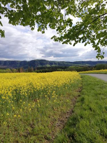 a field of yellow flowers next to a road at Lichtenhainer Hof in Lichtenhain
