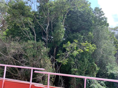 a group of trees in front of a fence at Hotel Jc Grand in Kodaikānāl