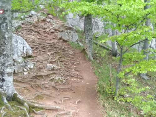 a dirt trail in a forest with trees at Viola i Detelina Apartments in Perućac