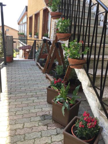 a group of potted plants on a stairway at Ostello Trentapassi in Zone