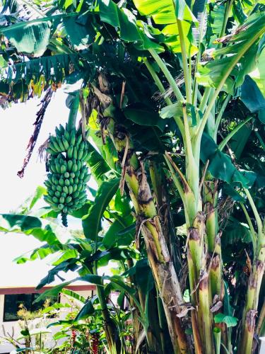 a banana tree with a bunch of bananas on it at Muri Vista Villas in Rarotonga