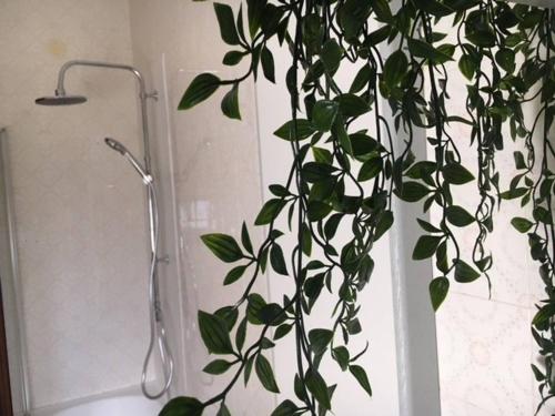 a plant in a bathroom next to a shower at Appartamento Gran Sasso - Guest house in Chieti