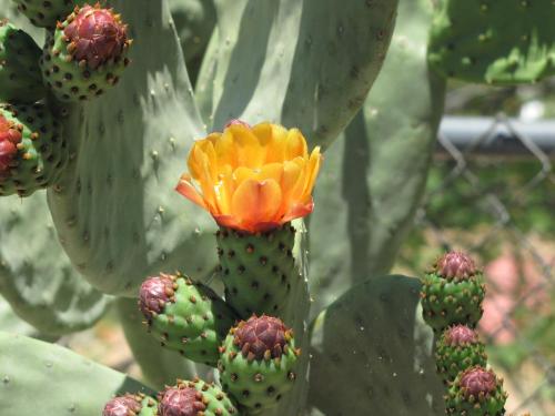 a cactus with an orange flower on it at Stagecoach Suites in Wickenburg
