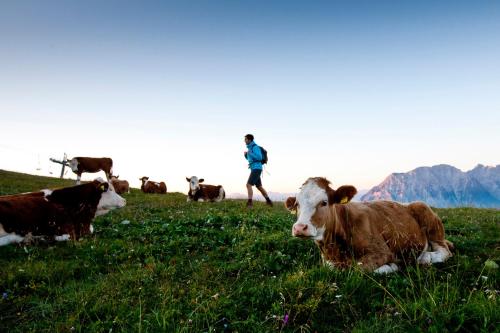 a person walking in a field with cows at Der Seebacherhof in Tauplitz