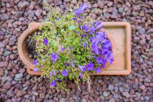 a pot filled with purple flowers on the ground at Oasi Hotel in Levanto