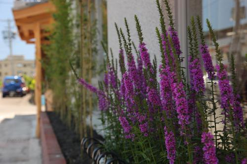 a row of purple flowers on the side of a building at Tobe Home in Luodong