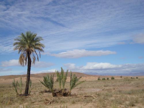 a palm tree in the middle of the desert at Maison Boutchrafine in Erfoud