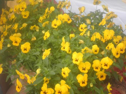 a bunch of yellow flowers in a pot at B&B Severini in Morrovalle