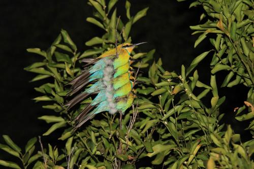 a colorful bird perched on top of a tree at Halala Africa Lodge - Eagle Rock Lodge in Malabar