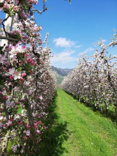 a row of apple trees with pink and white flowers at Gisshübelhof in Andrian