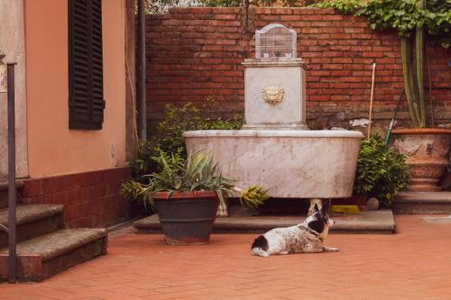 ein Hund auf dem Boden neben einem Brunnen in der Unterkunft Il Villino in Lucca