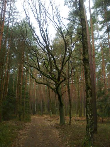 a tree in the middle of a dirt road at Cały dom do dyzpozycji in Boszkowo