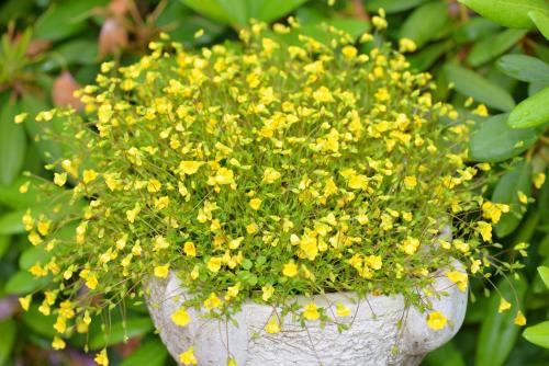a bunch of yellow flowers in a white pot at Apartments Krista in Seeboden