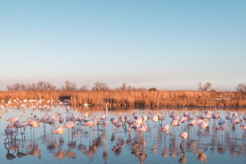 a flock of pink flamingos standing in the water at Hôtel Le Neptune en Camargue in Saintes-Maries-de-la-Mer