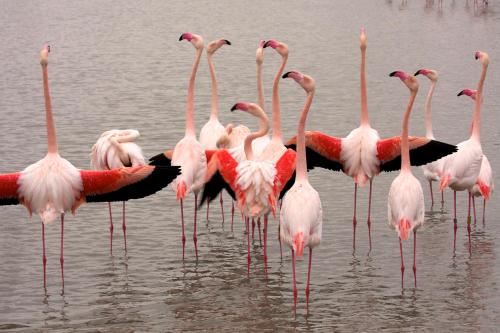 a group of flamingos standing in the water at Hôtel Le Neptune en Camargue in Saintes-Maries-de-la-Mer
